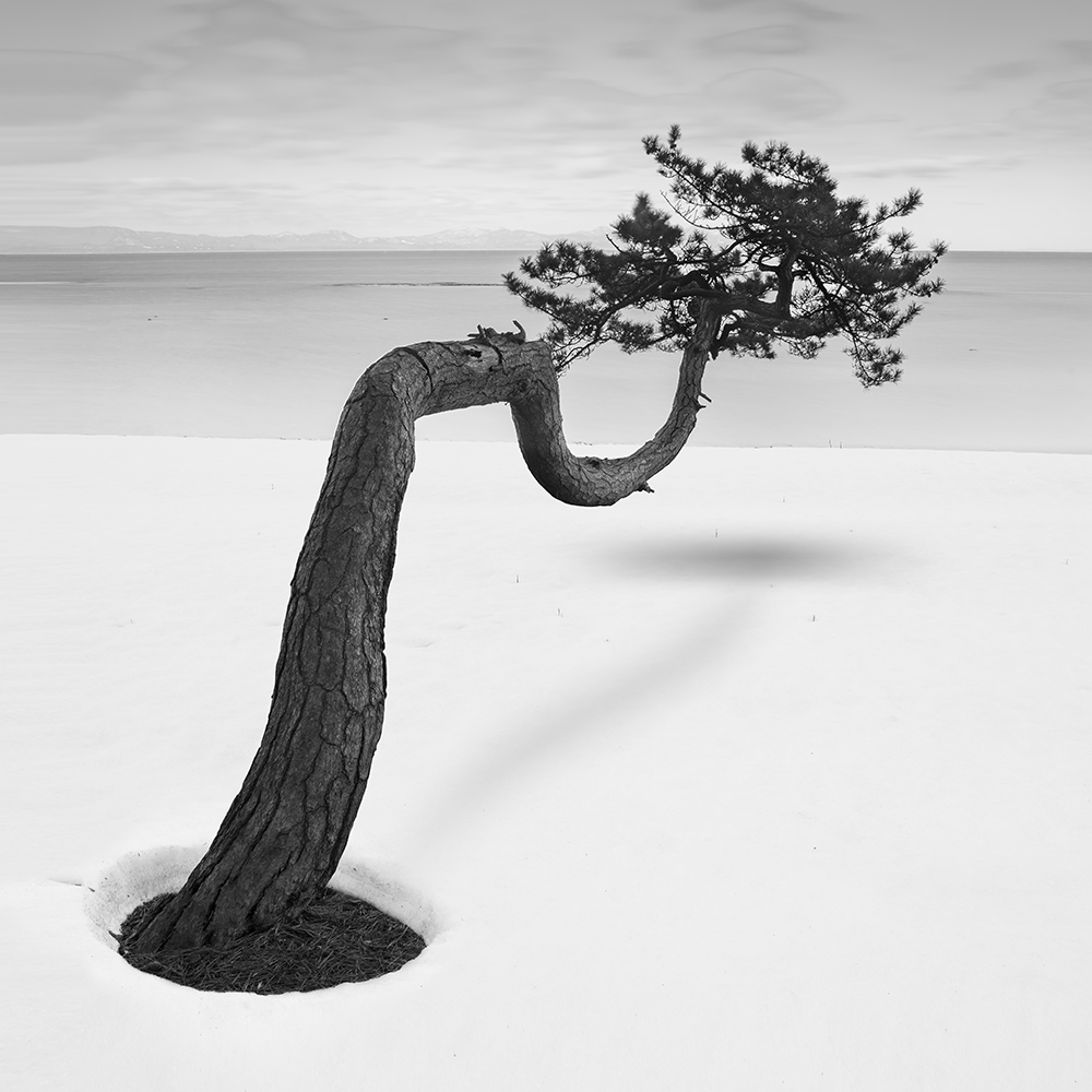 SNOW TREE NO.75 -HONSHU -JAPAN -2023