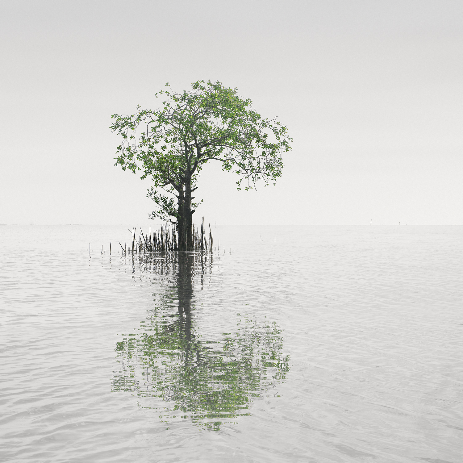 TREE NO.34 -THAILAND -2022 (SOLD OUT)