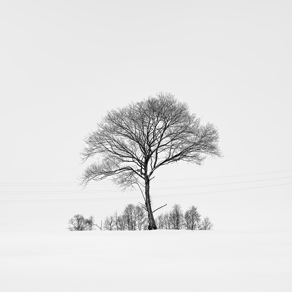 SNOW TREE NO.84 -HOKKAIDO -JAPAN -2024