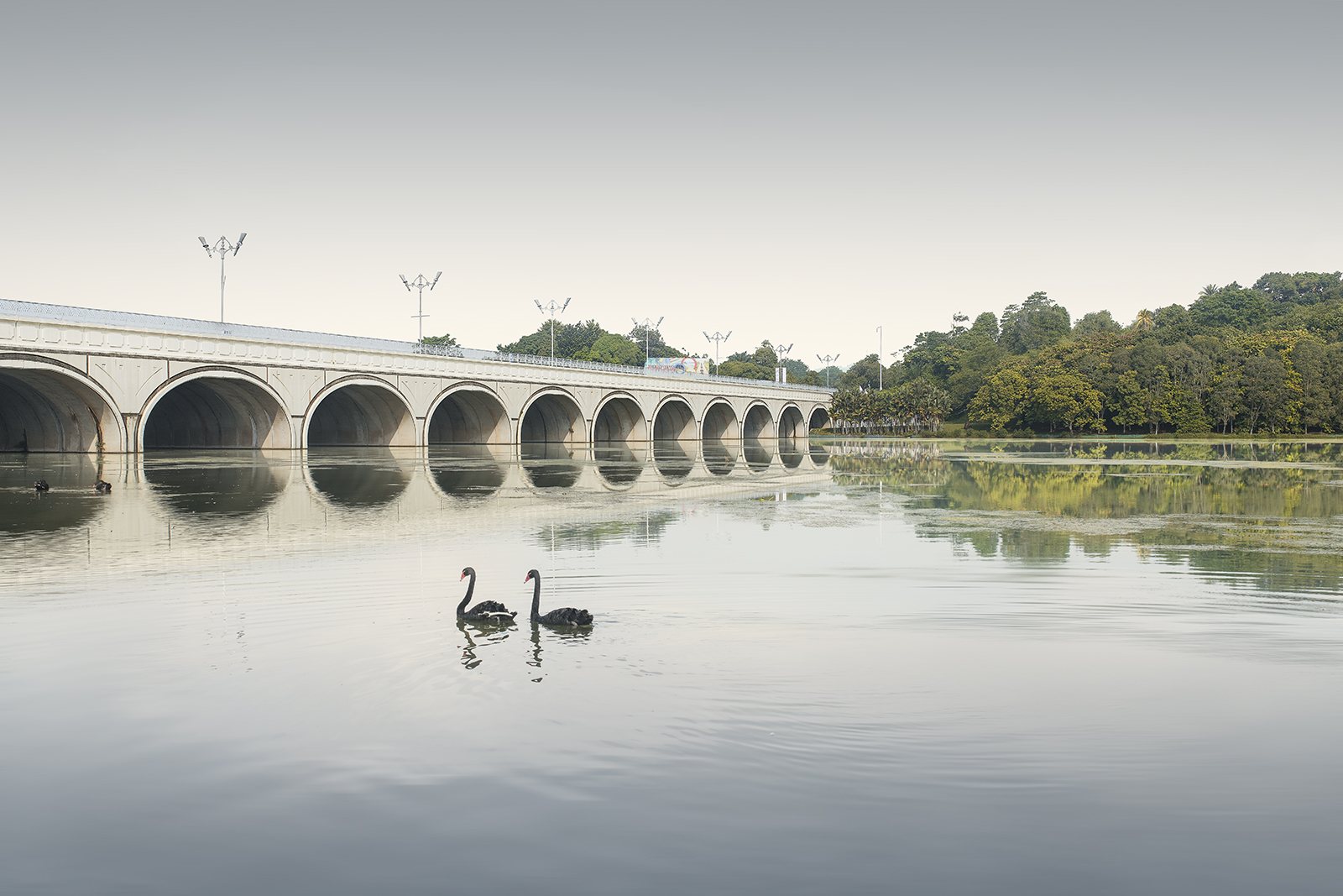 BLACK SWAN -MALAYSIA -2022