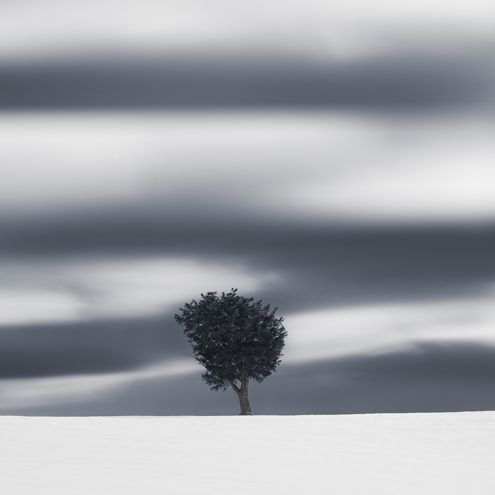 SNOW TREE NO.83 -HOKKAIDO -JAPAN -2024