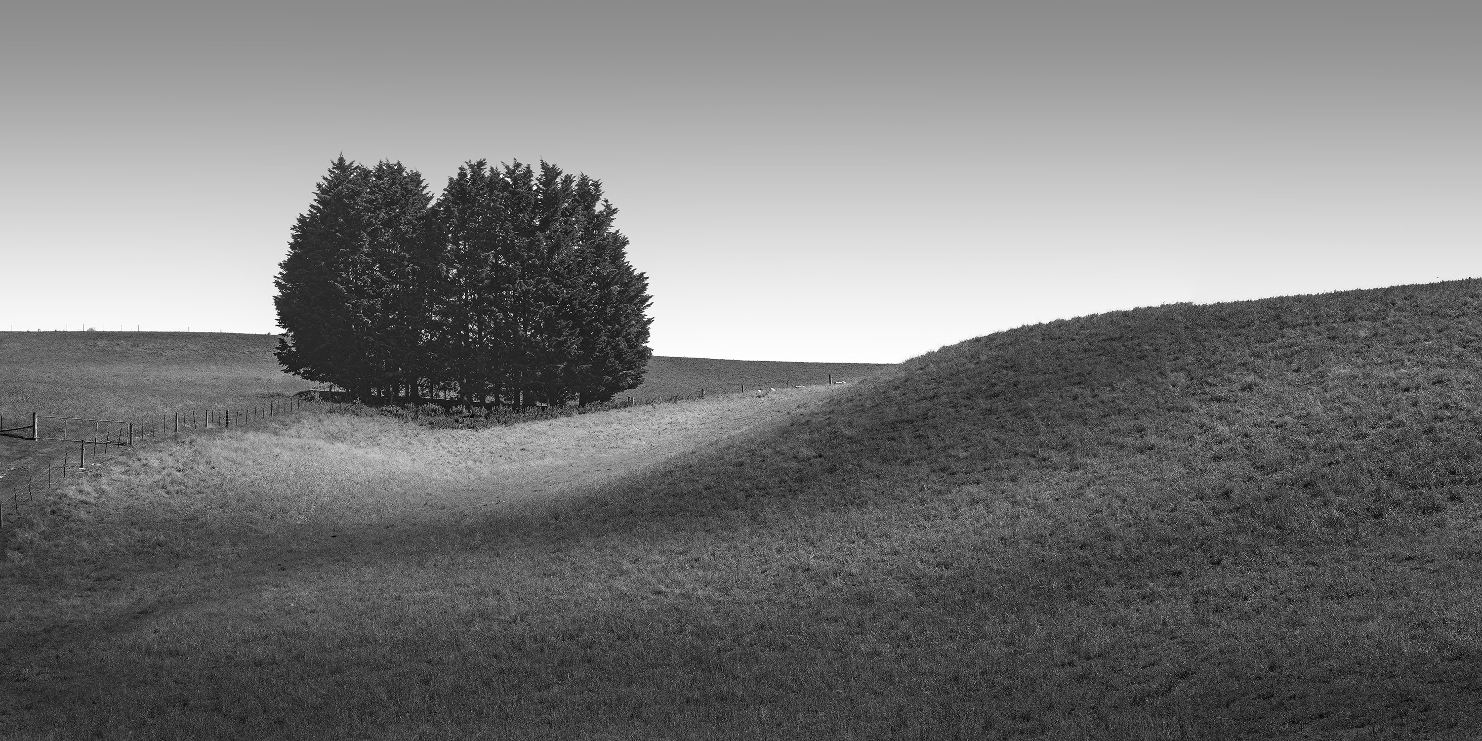 HILL TREE NO.2 -NEW ZEALAND -2024