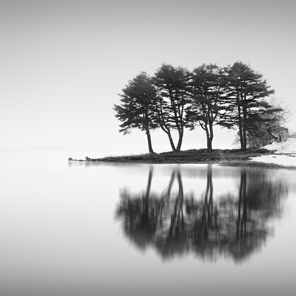 TREES NO.36 -HONSHU -JAPAN -2023