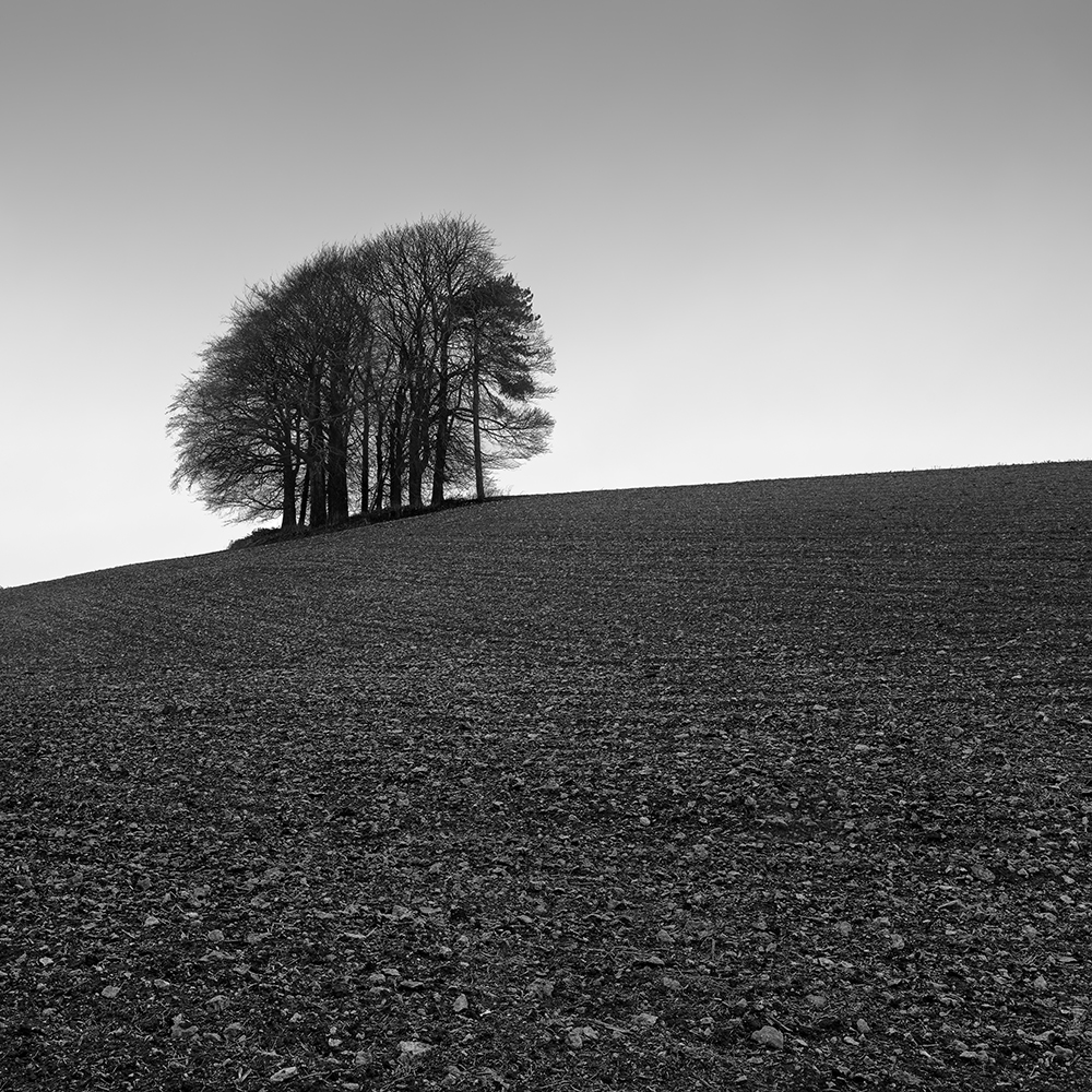HILL TREES -UK -2023
