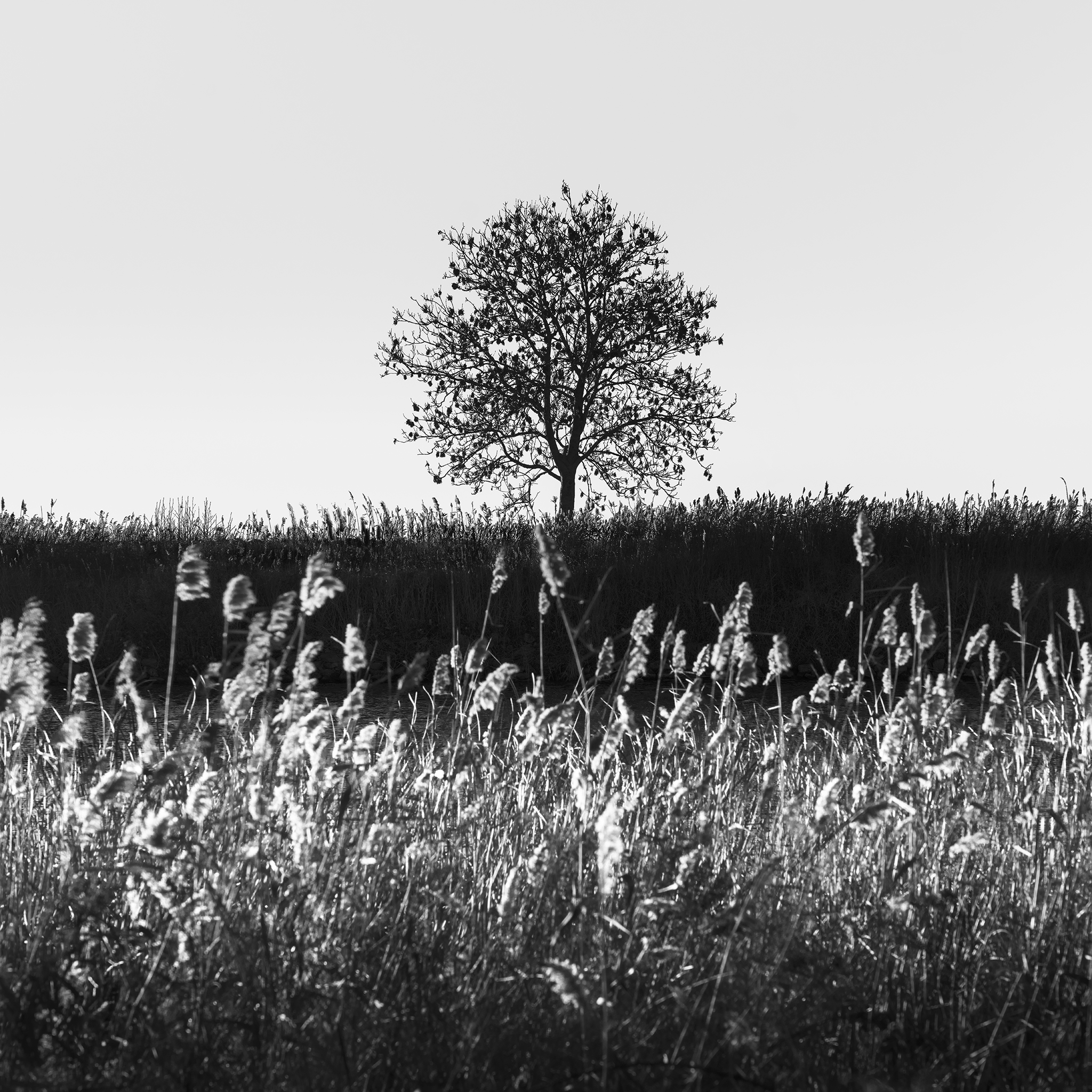 GAZE -NETHERLANDS -2025