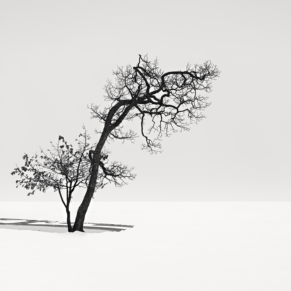 SNOW TREE NO.70 -HOKKAIDO -2017