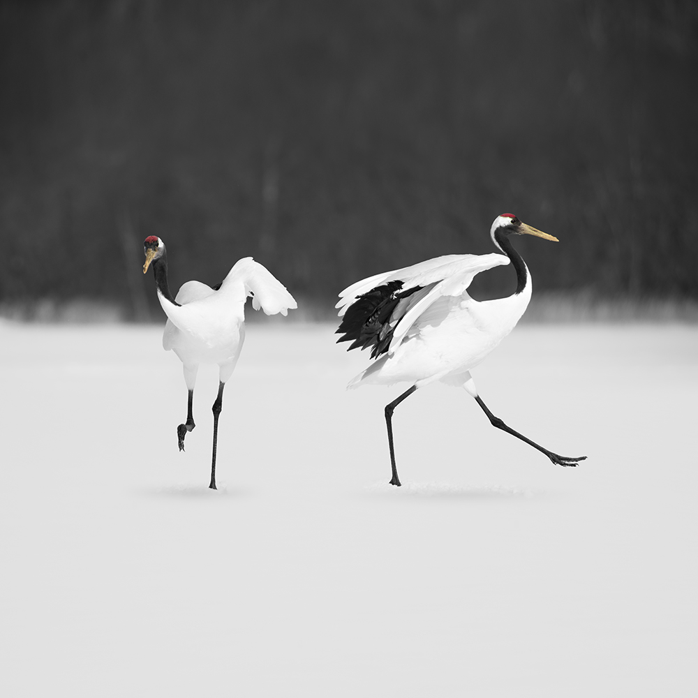 丹顶鹤 NO.12 -HOKKAIDO -2017