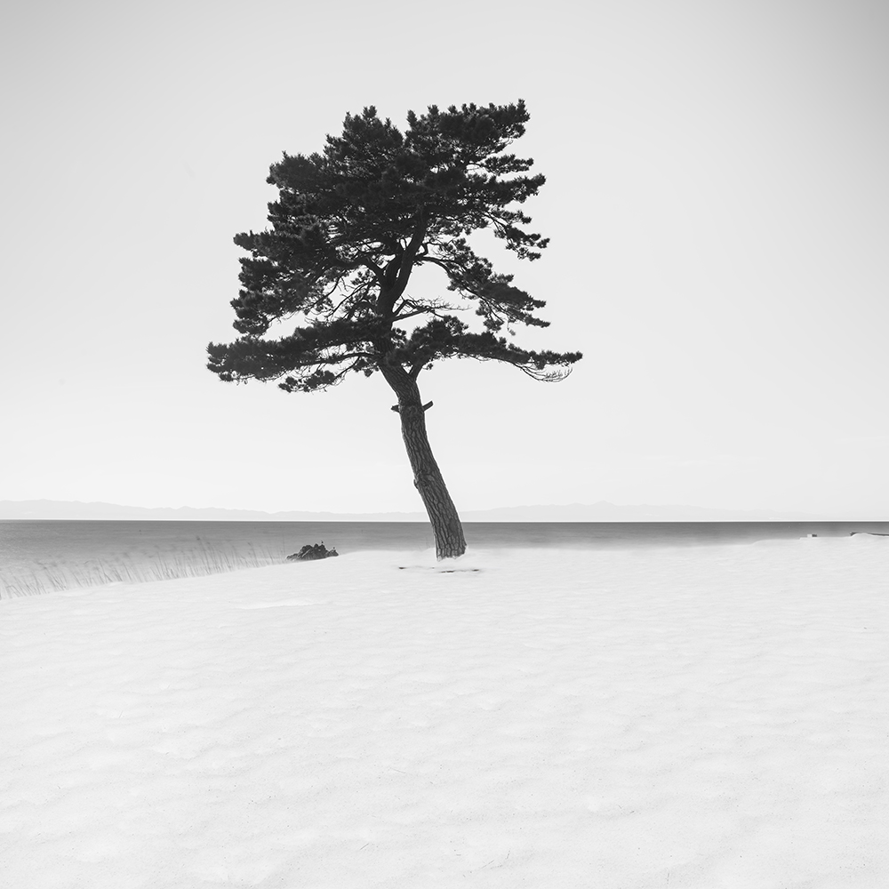 SNOW TREE NO.76 -HONSHU -JAPAN -2023