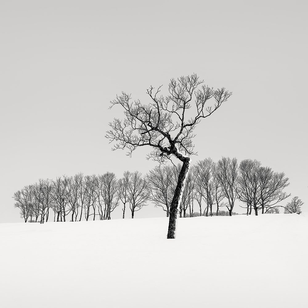 SNOW TREE NO.28 -HOKKAIDO -2017