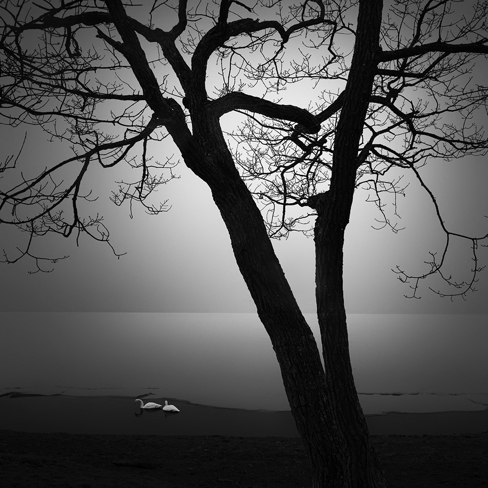 SNOW TREE NO.31 -TESHIKAGA -HOKKAIDO -2017