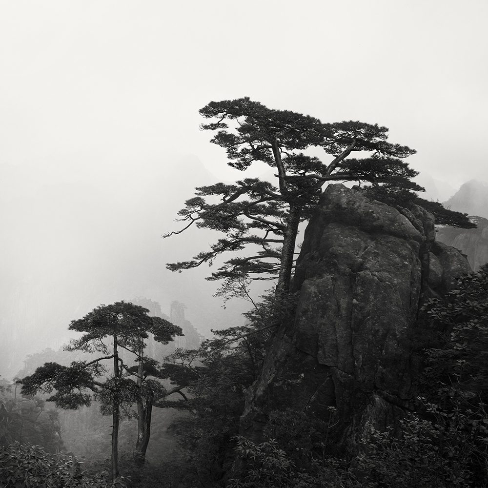 黄山 TREES NO.12 -ANHUI -CHINA -2019