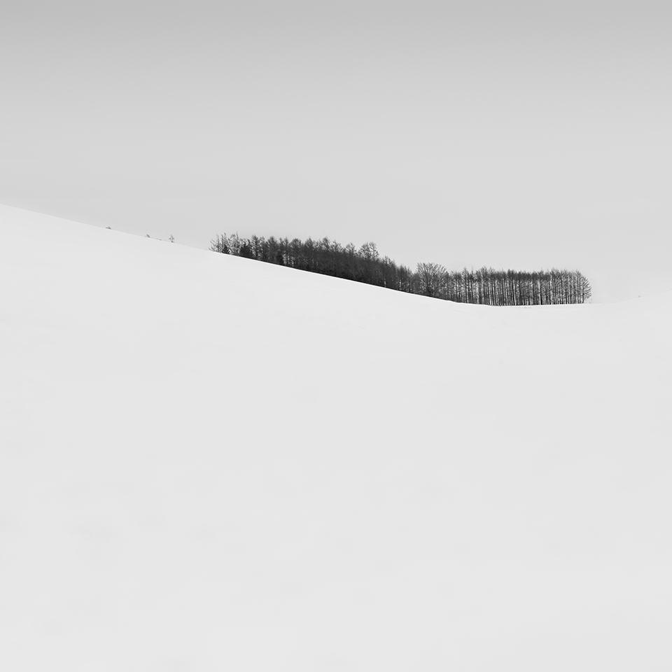 WORM TREE NO.4 -FURANO -HOKKAIDO -2017