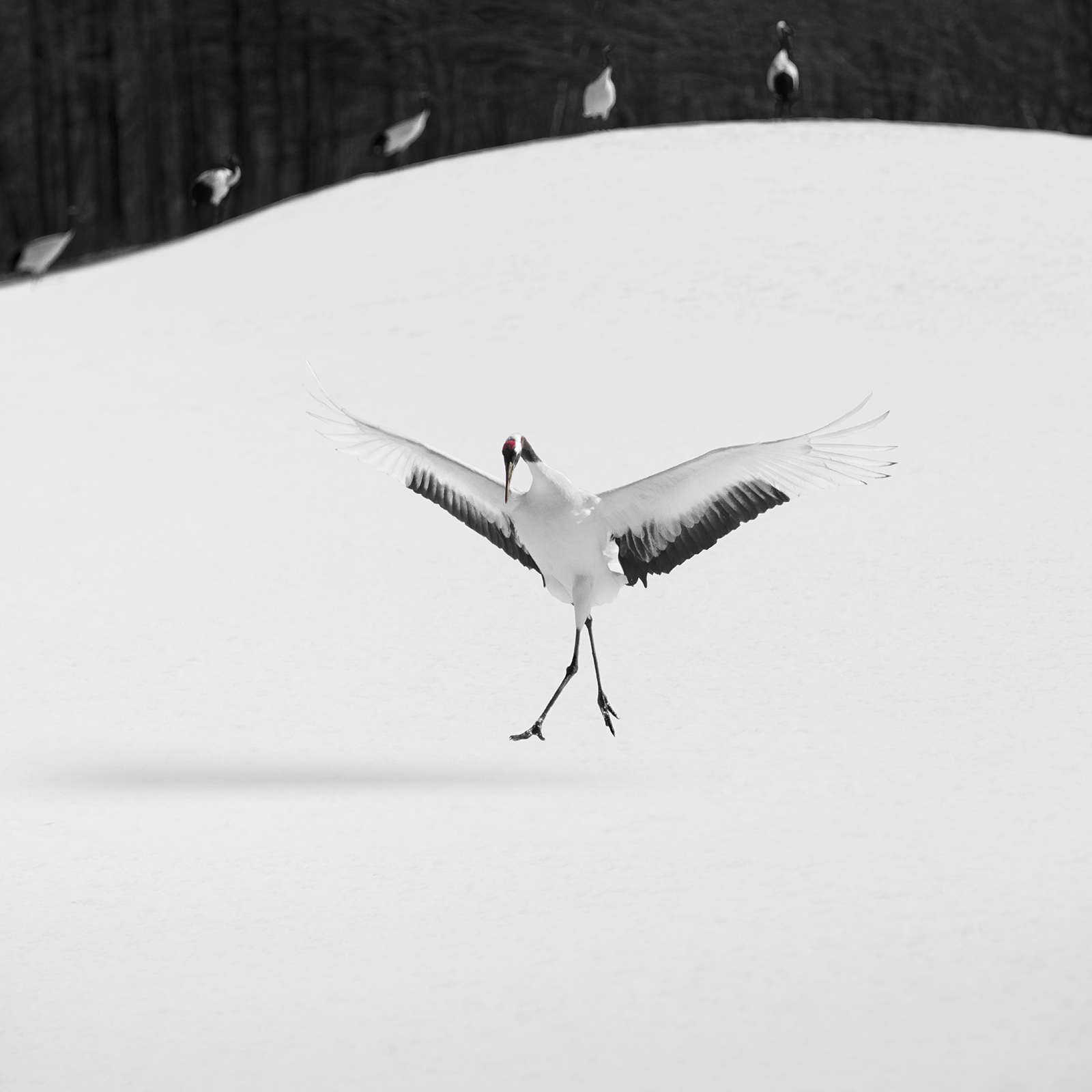 SIX BIRDS -HOKKAIDO -JAPAN -2024