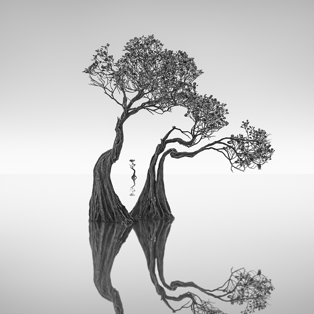 DANCING MANGROVE NO.6 -NEWFOUNDISLAND -2019