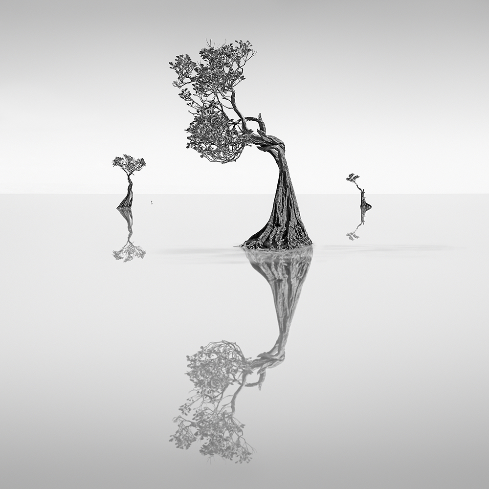 DANCING MANGROVE NO.5 -NEWFOUNDISLAND -2019