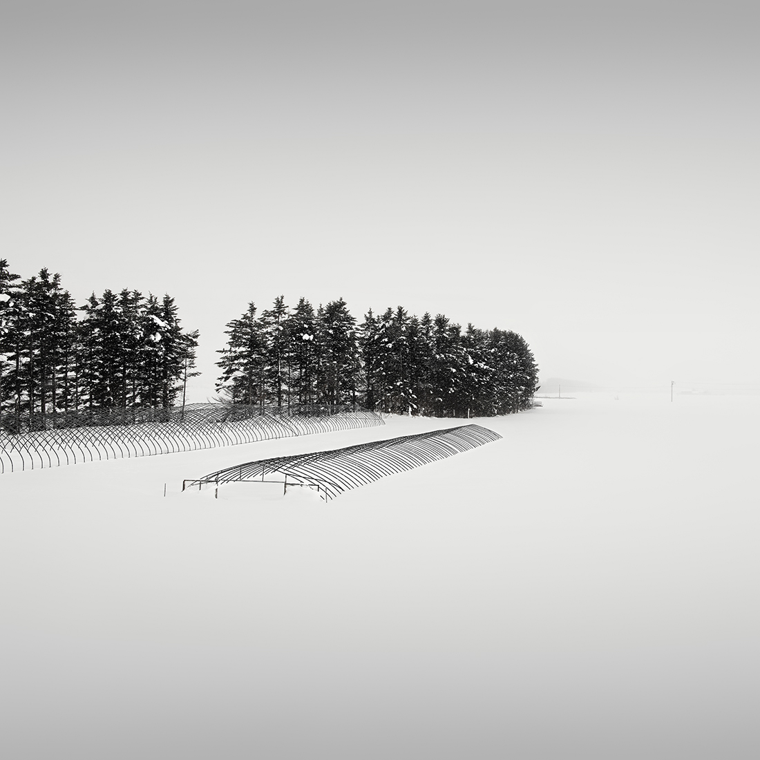 SNOW TREE NO.56 -SHIBETSU -HOKKAIDO -2018