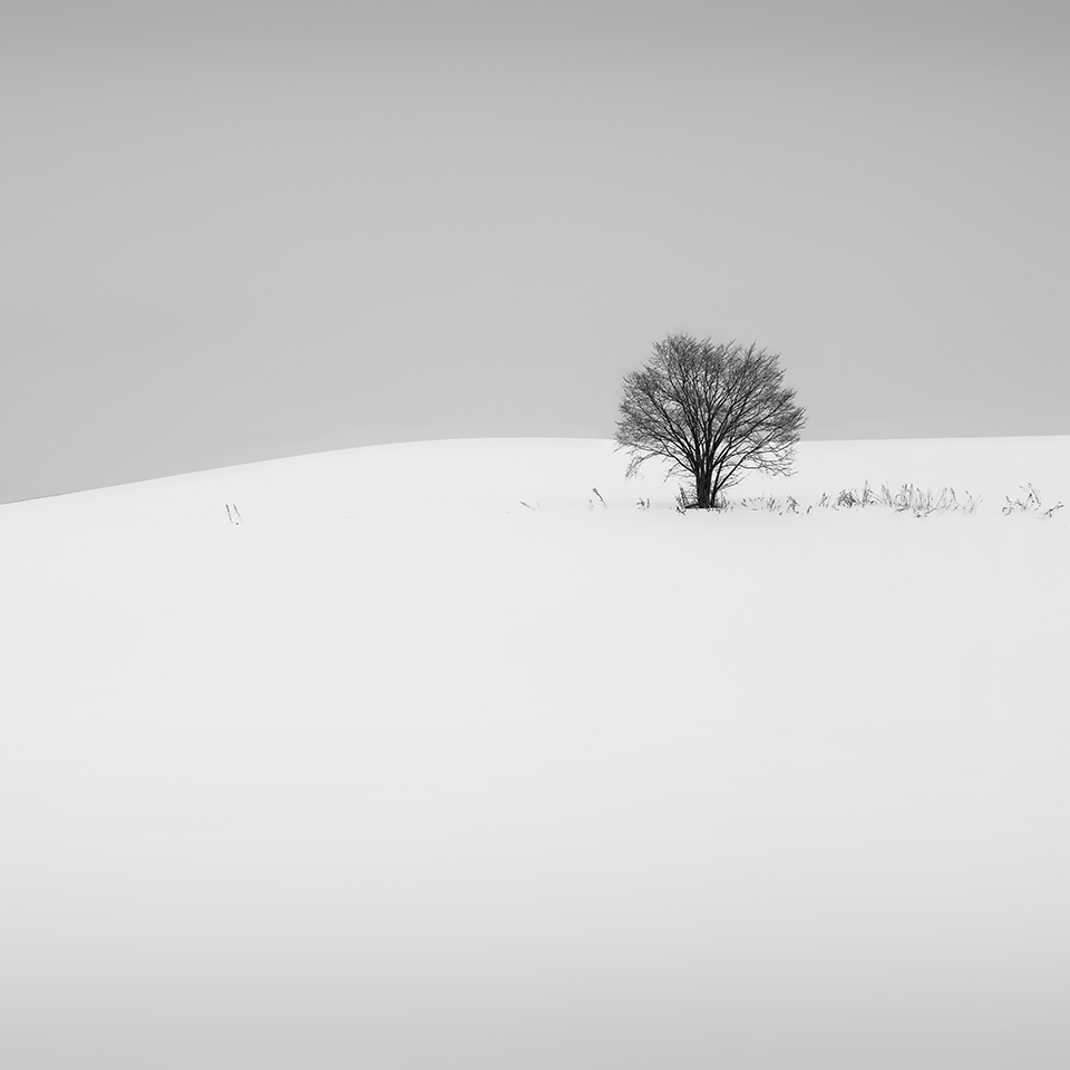SNOW TREE NO.7 -HOKKAIDO -2017