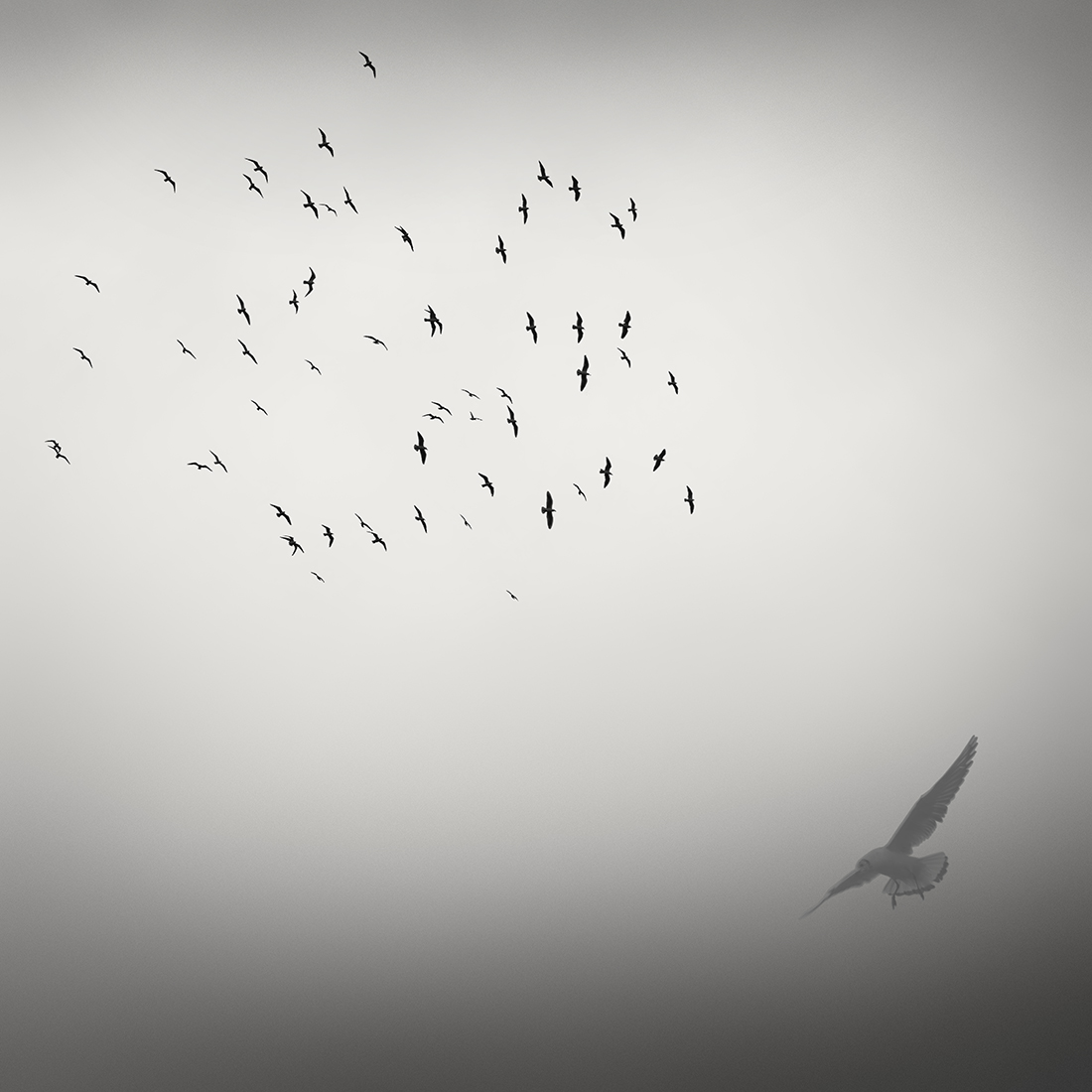 SEAGULLS -YUNNAN -CHINA -2018