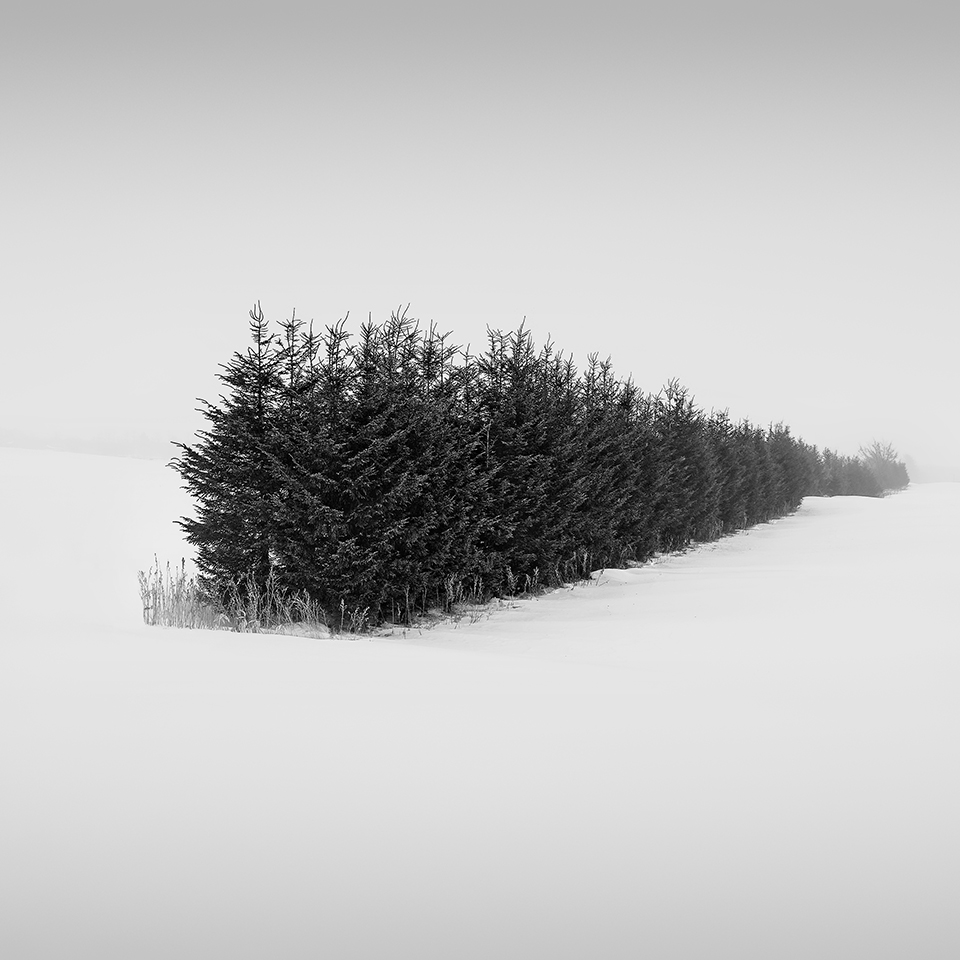SNOW TREE NO.38 -TESHIKAGA -HOKKAIDO -2017