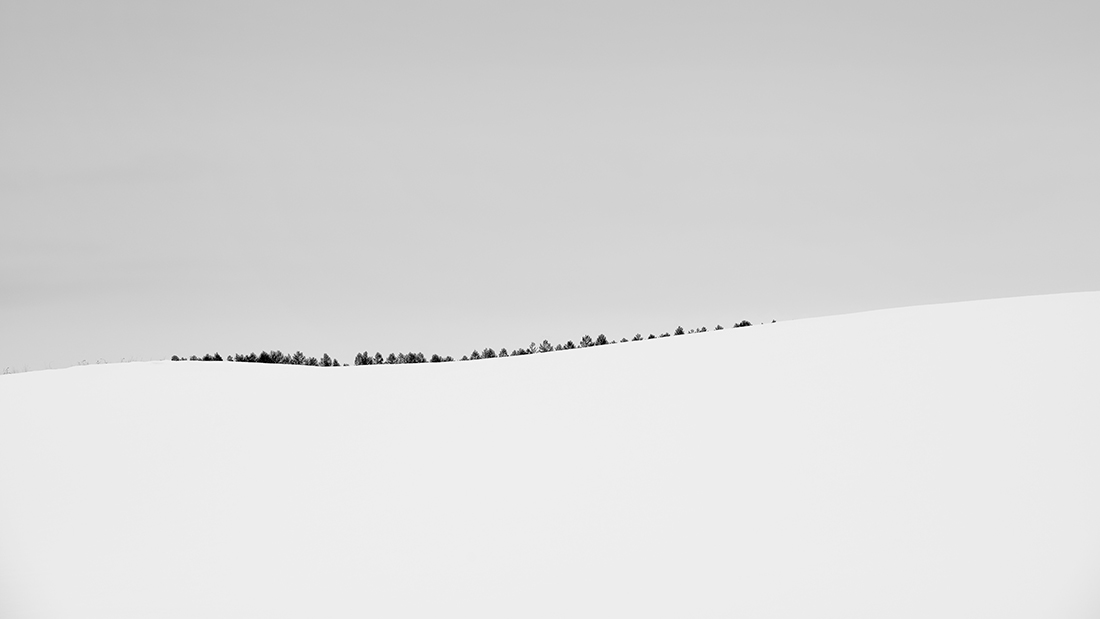 WORM TREE NO.5 -FURANO -HOKKAIDO -2017