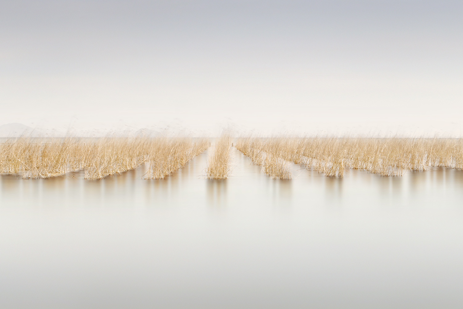 DRY GRASS -HONSHU -JAPAN -2019