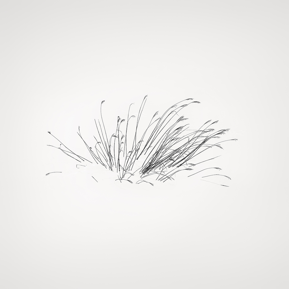 SNOW GRASS NO.3 -HOKKAIDO 2018