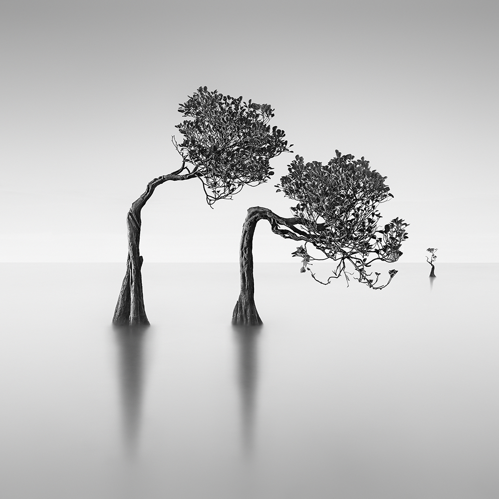 DANCING MANGROVES NO.2 -NEWFOUNDISLAND -2019
