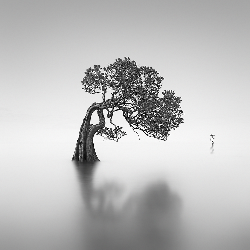 DANCING MANGROVE NO.10 -NEWFOUNDISLAND -2019
