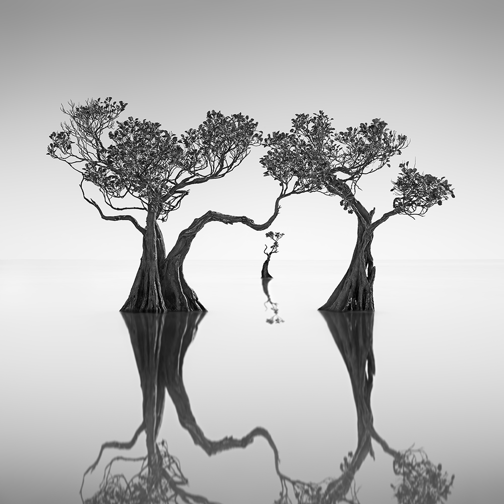 DANCING MANGROVES -NEWFOUNDISLAND -2019