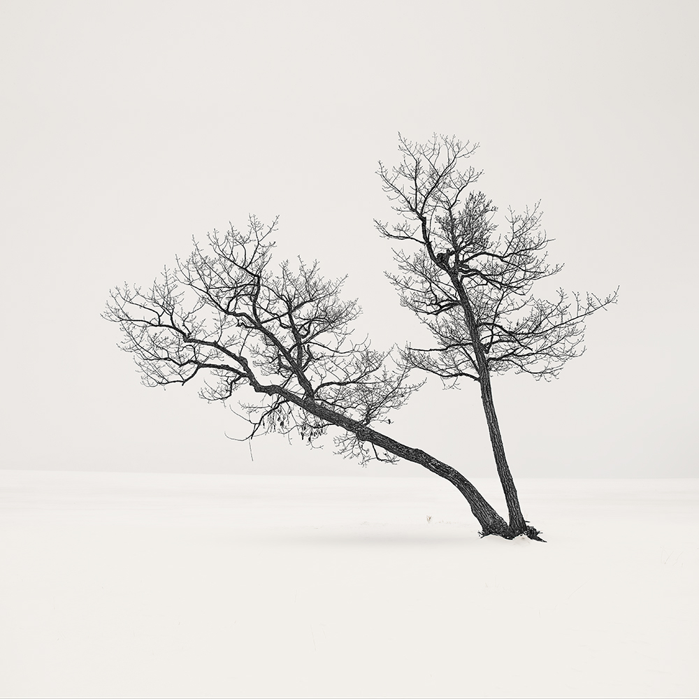 SNOW TREE NO.4 -HOKKAIDO -2017