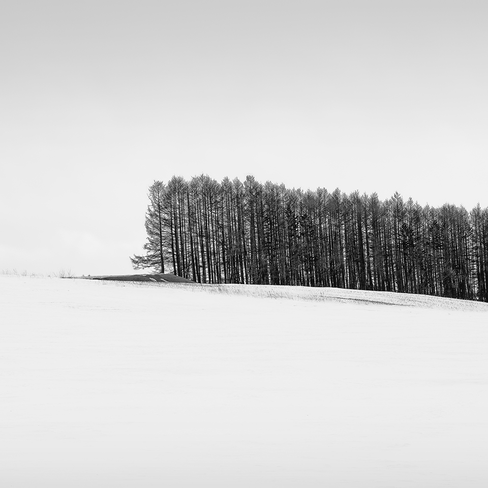 WORM TREE NO.8 -HOKKAIDO -2017