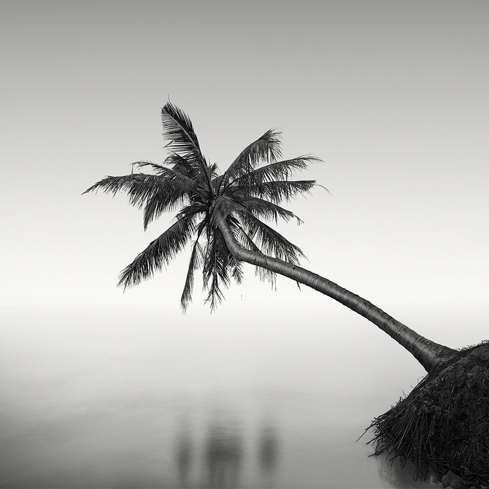 SURVIVOR -VIETNAM -2019