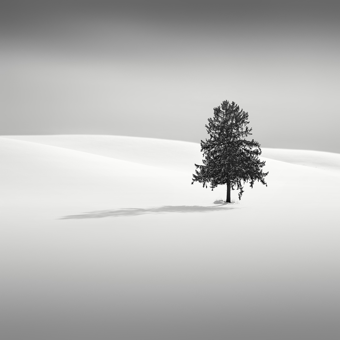 SNOW TREE NO.58 -FURANO -HOKKAIDO -2018