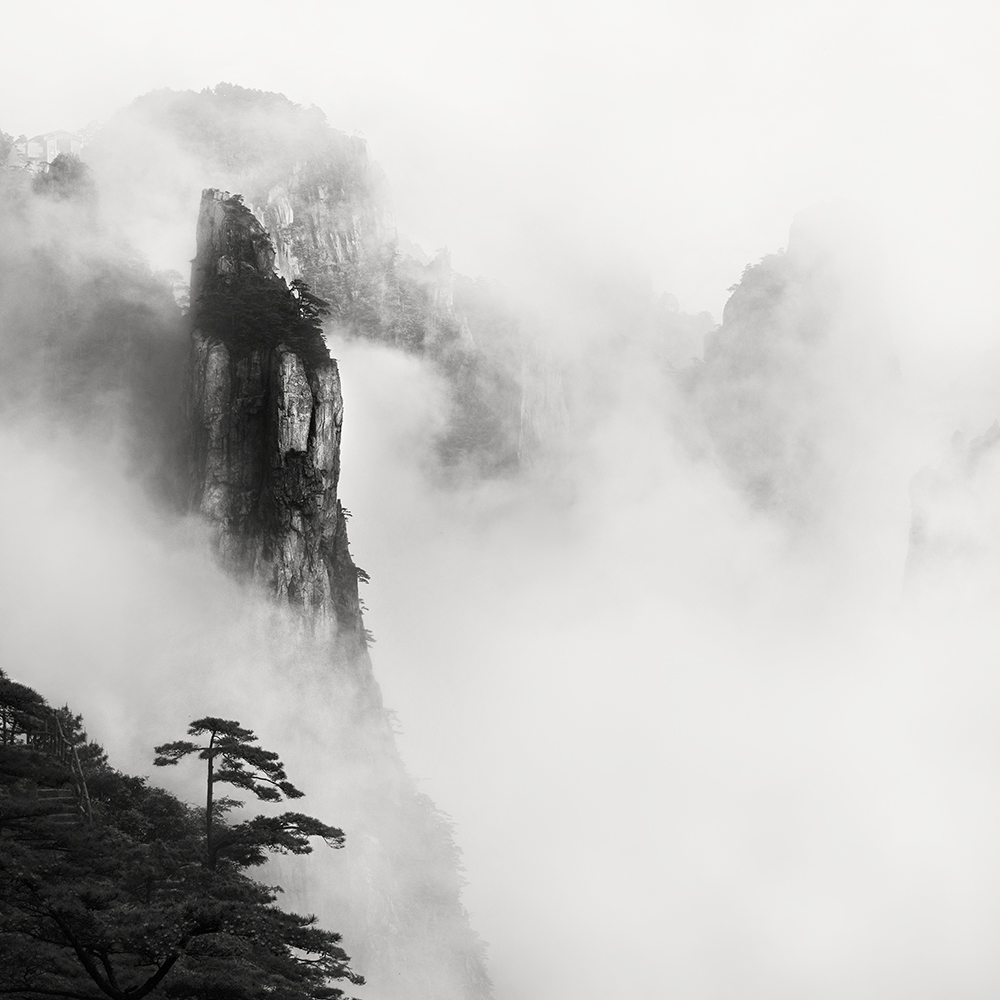 黄山 TREE -ANHUI -CHINA -2019