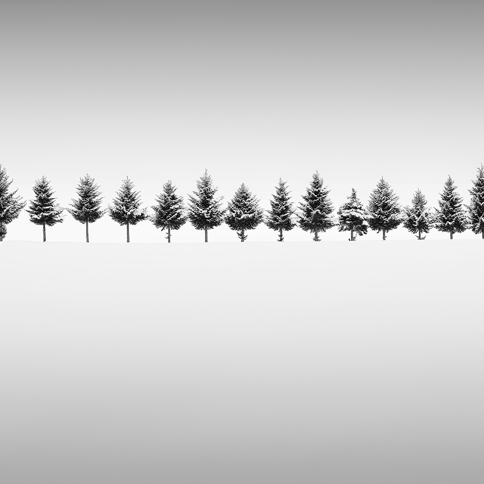 THIRTEEN TREES -HOKKAIDO -2017
