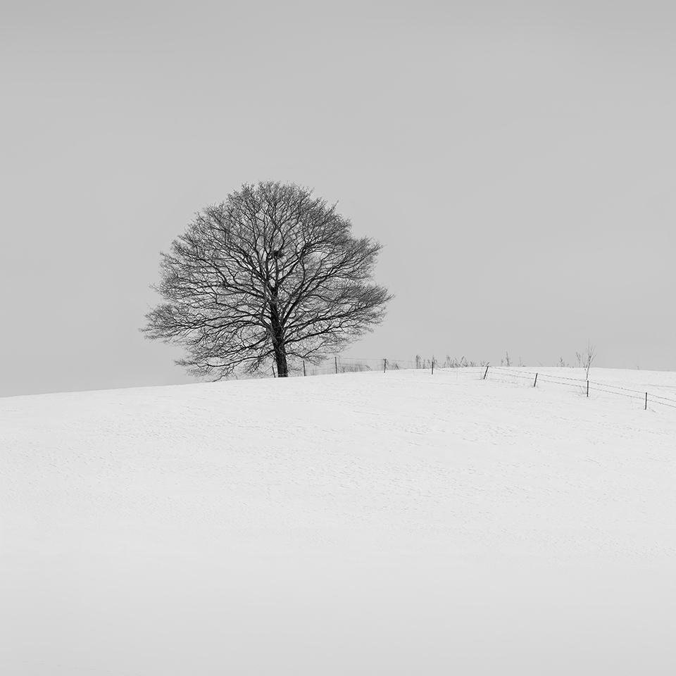 SNOW TREE NO.9 -BIEI -HOKKAIDO -2017