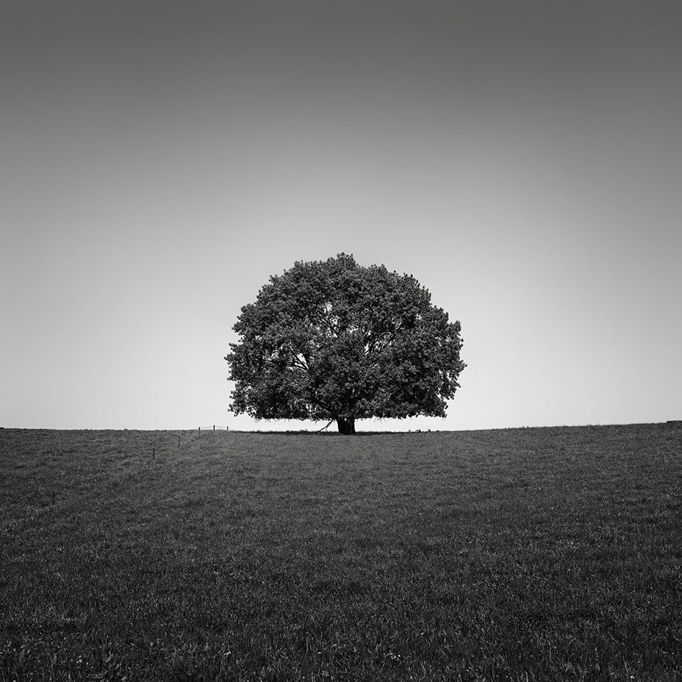LONE TREE NO.2 -NEW ZEALAND -2018