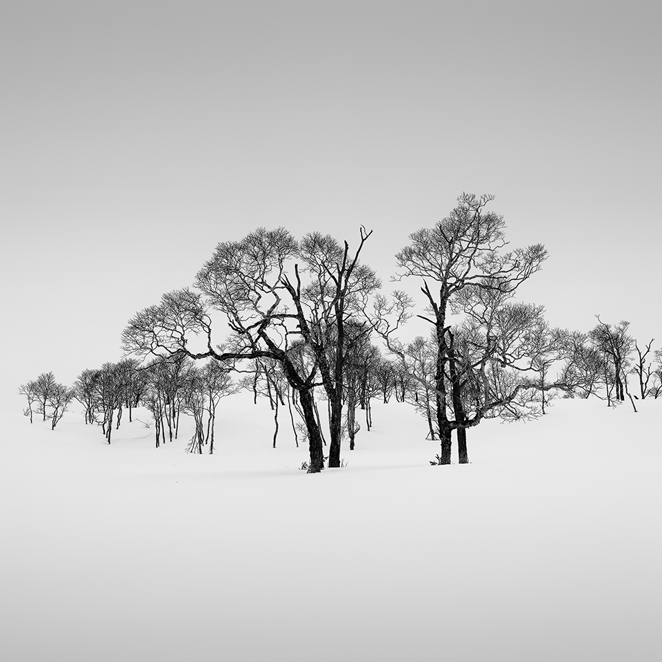 SNOW TREE NO.26 -TESHIKAGA -HOKKAIDO -2017