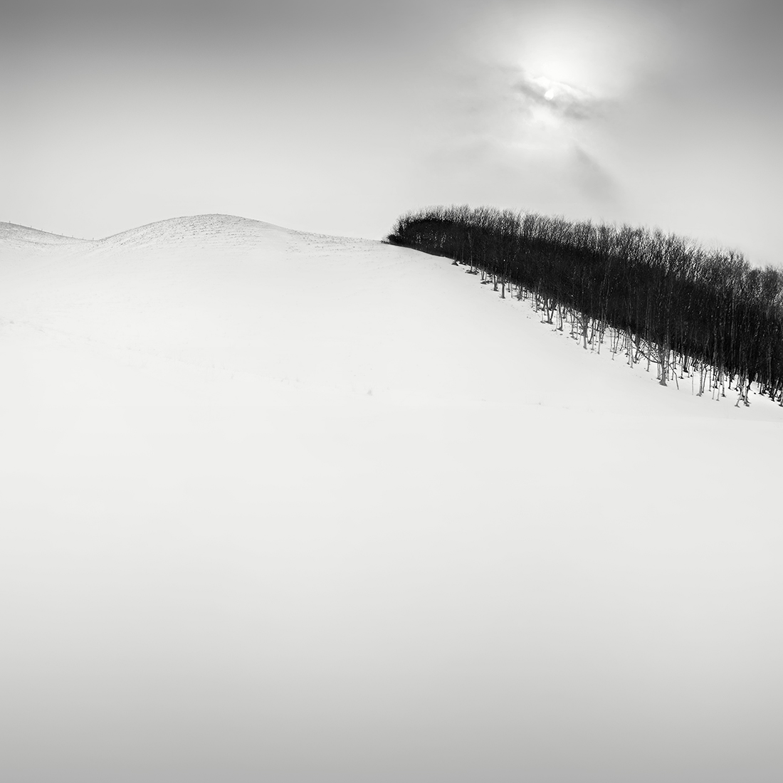 SNOW TREE NO.57 -TESHIKAGA -HOKKAIDO -2018