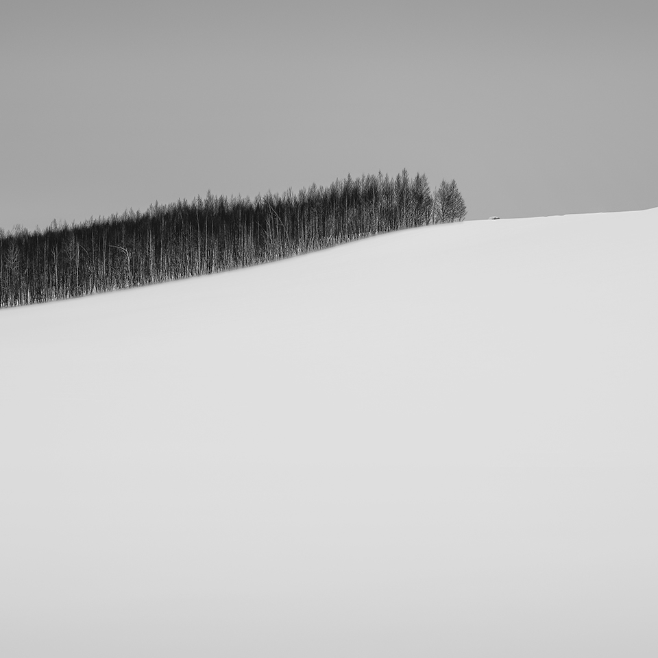 WORM TREE NO.7 -FURANO -HOKKAIDO -2017