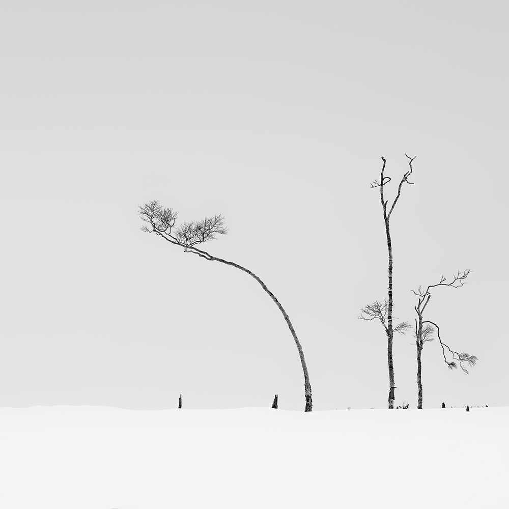 SNOW TREES NO.27 -HOKKAIDO -2017