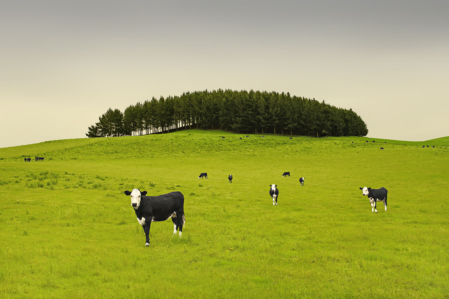 HOLSTEIN-FRIESIANS -NEW ZEALAND -2018