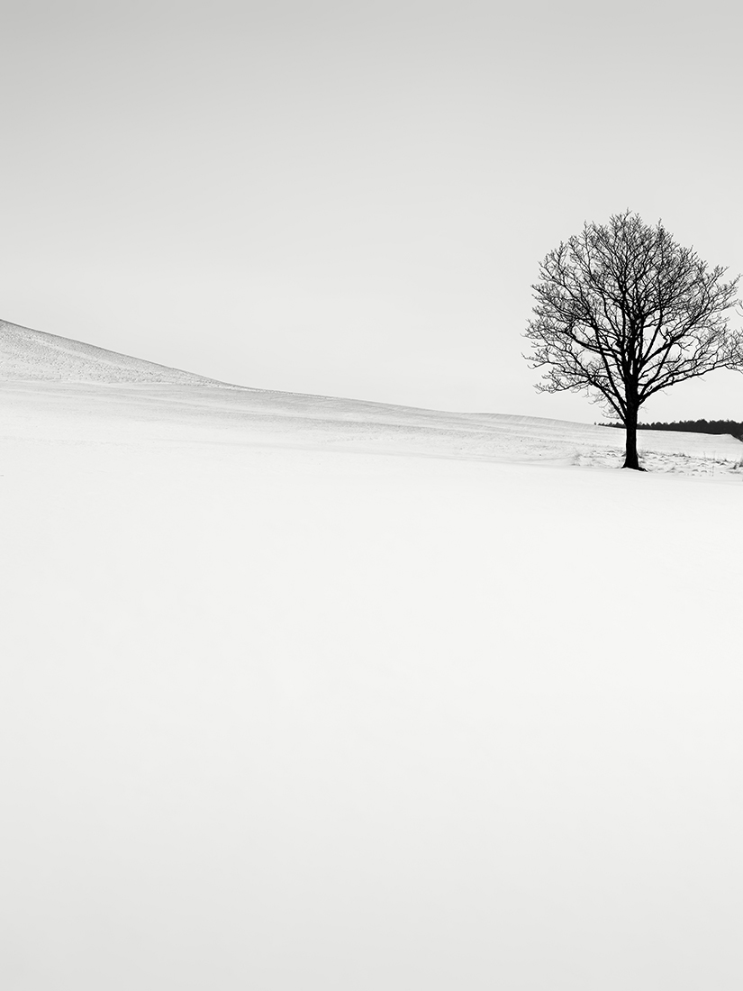SNOW TREE NO.49 -TESHIKAGA -HOKKAIDO -2018