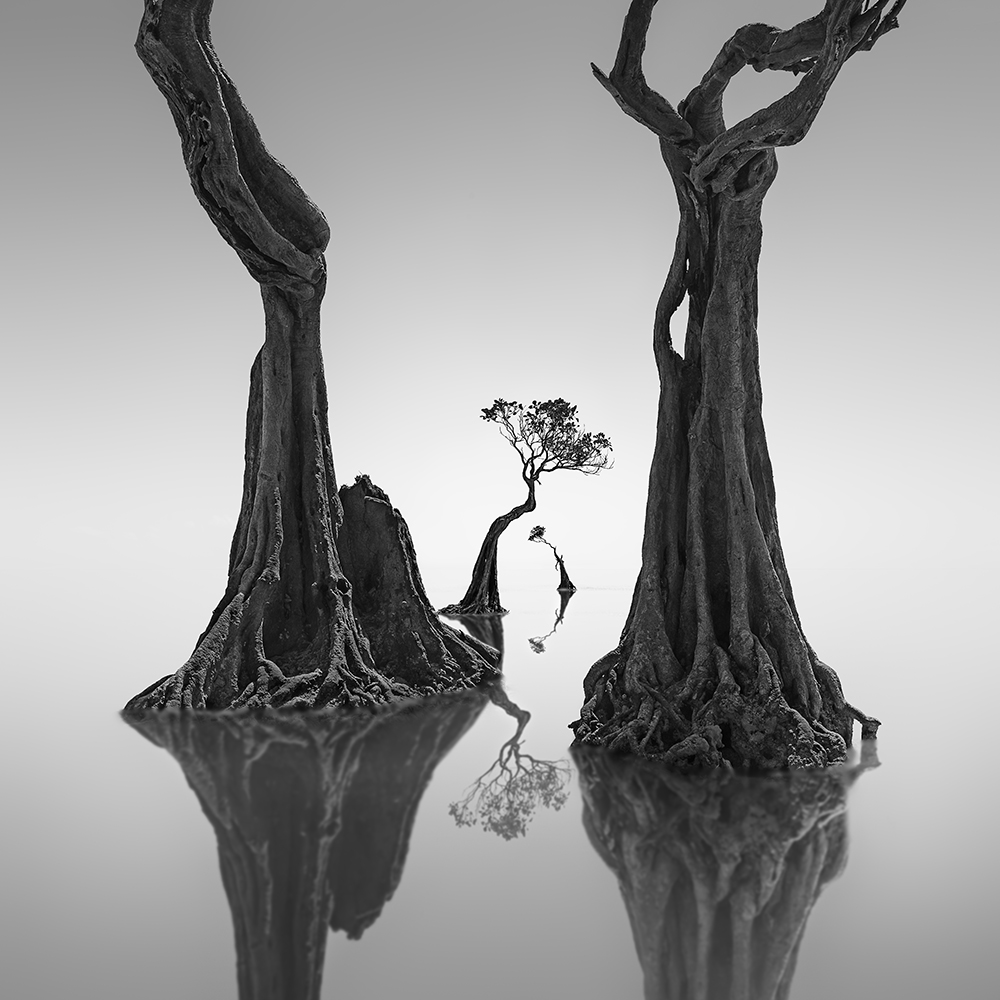DANCING MANGROVE NO.3 -NEWFOUNDISLAND -2019