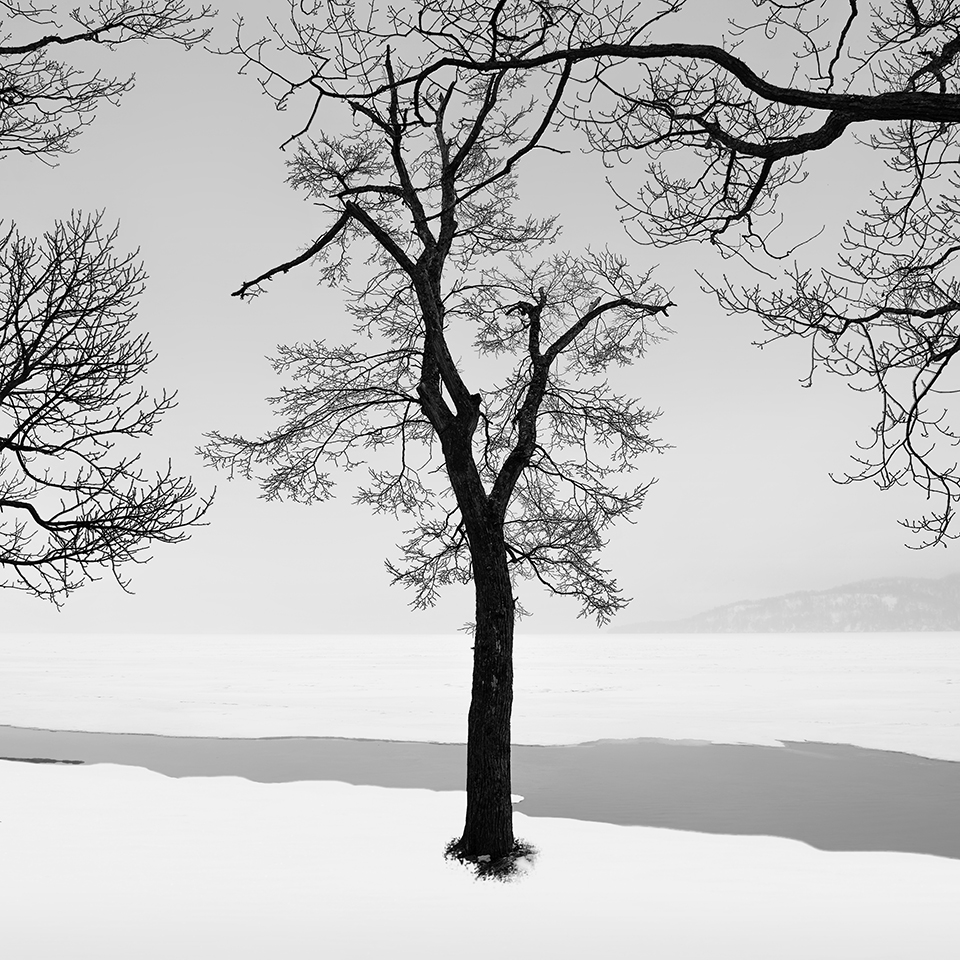 SNOW TREE NO.20 -TESHIKAGA -HOKKAIDO -2017