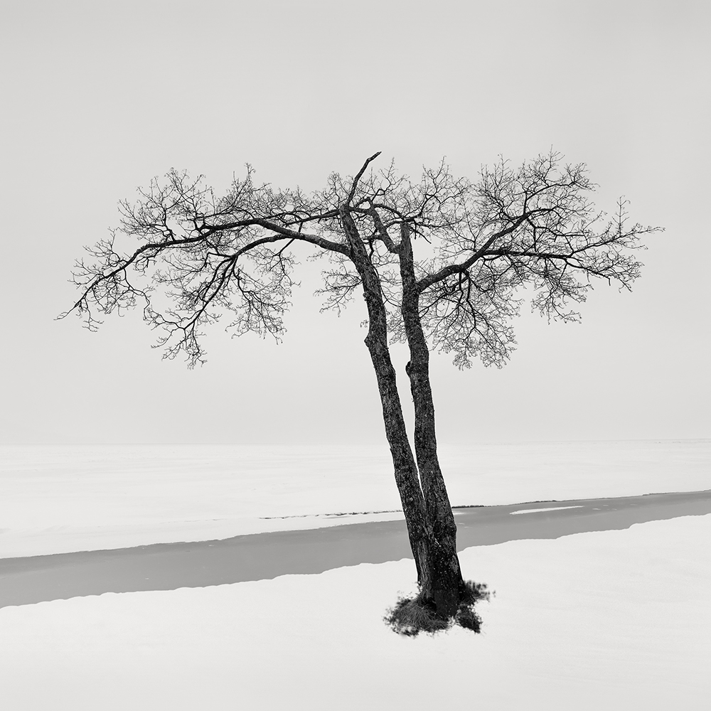 SNOW TREE NO.19 -HOKKAIDO -2017
