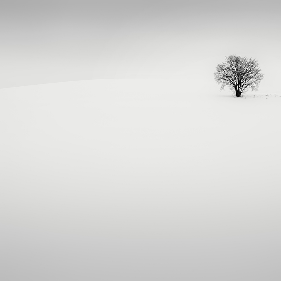 SNOW TREE NO.69 -BIEI -HOKKAIDO -2018