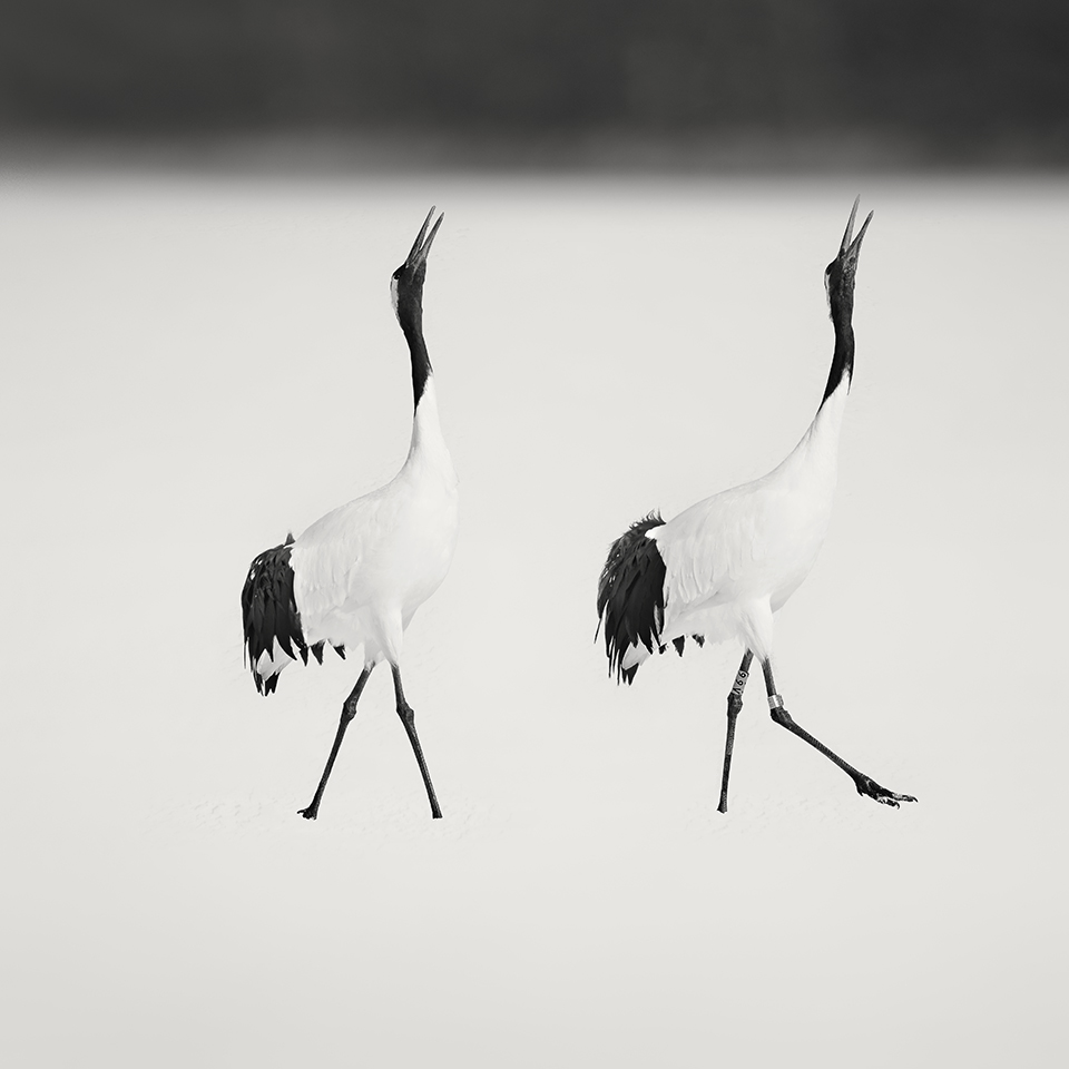 丹顶鹤 NO.2 -KUSHIRO -HOKKAIDO -2017