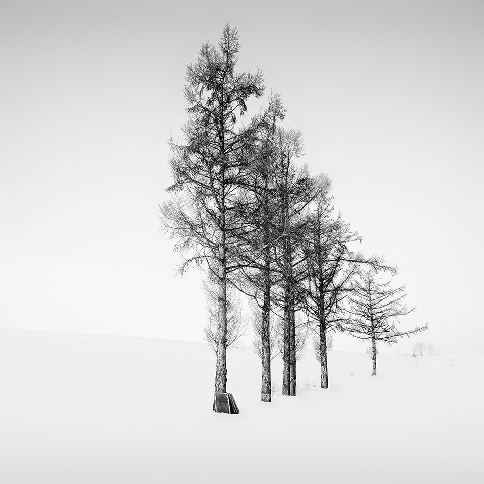 SNOW TREE NO.39 -BIEI -HOKKAIDO -2017