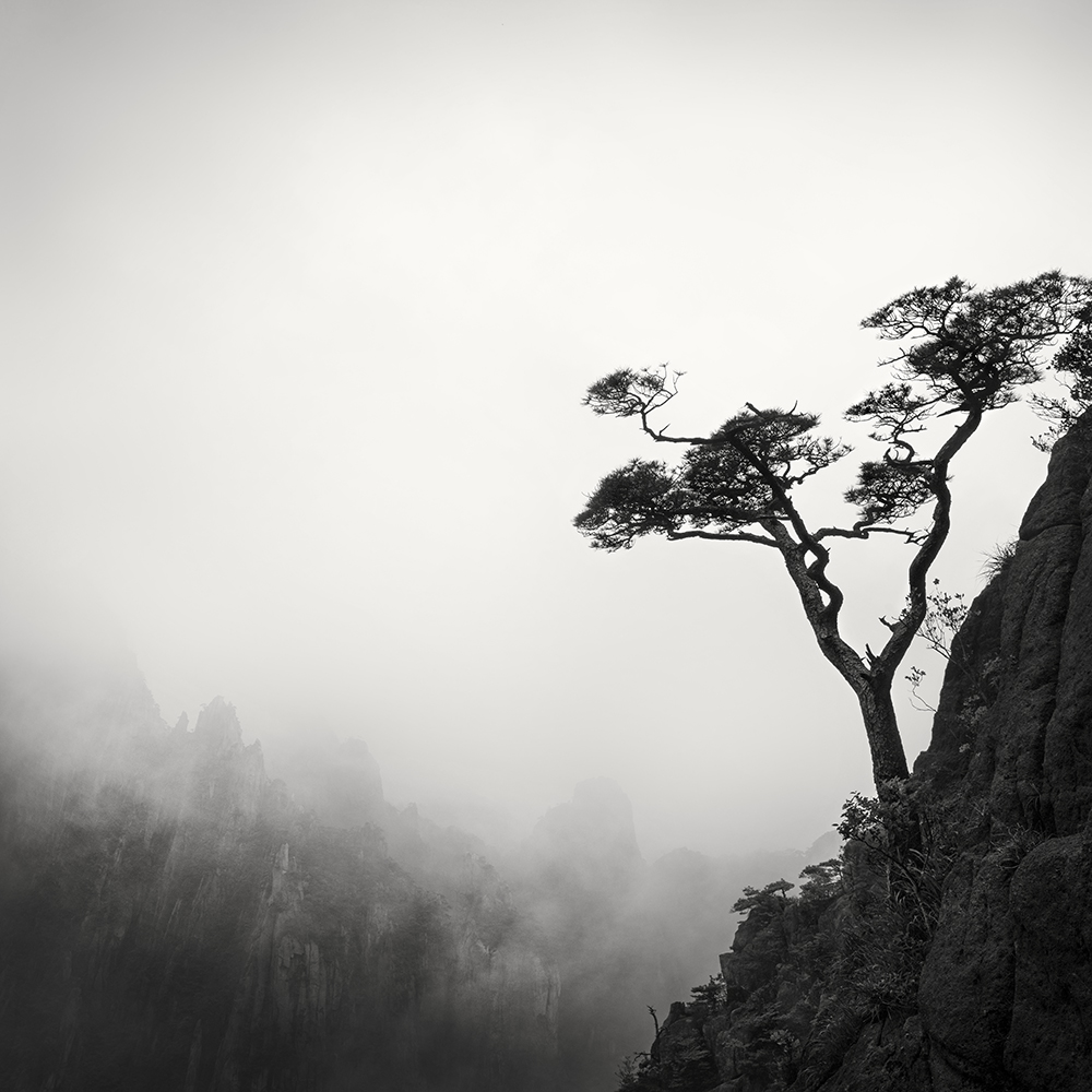 黄山 TREE NO.6 -ANHUI -CHINA -2019